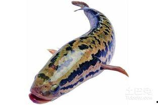 国产乌鱼喂养注意事项视频,视频详解关键注意事项