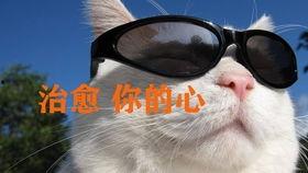 国产单身狗视频在线,揭秘当代单身生活百态