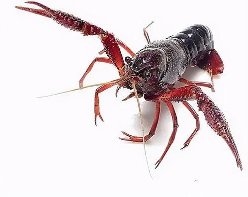 国产小龙虾怎么养殖视频,视频揭秘高效养殖技巧 第1张 国产小龙虾怎么养殖视频,视频揭秘高效养殖技巧 第1张