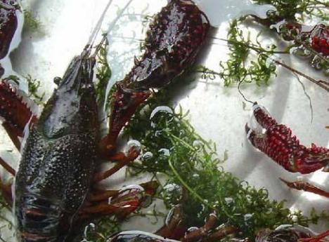 国产小龙虾怎么养殖视频,视频揭秘高效养殖技巧 第2张 国产小龙虾怎么养殖视频,视频揭秘高效养殖技巧 第2张