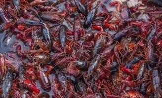 国产小龙虾怎么养殖视频,视频揭秘高效养殖技巧 第3张 国产小龙虾怎么养殖视频,视频揭秘高效养殖技巧 第3张