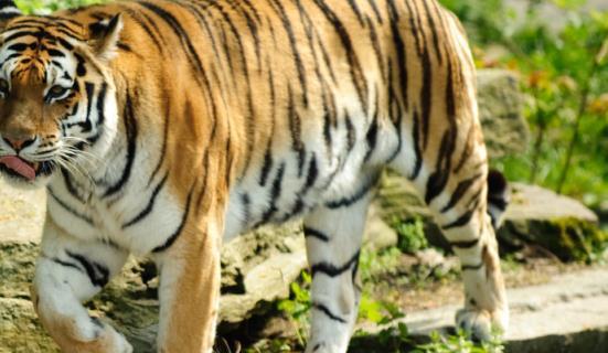 国产老虎第21集视频,揭秘神秘古墓，探寻千年宝藏之谜